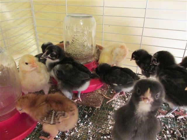 Chicks around the feeder