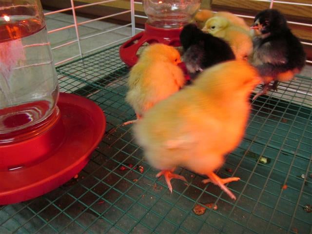 Chick waterer in cage 