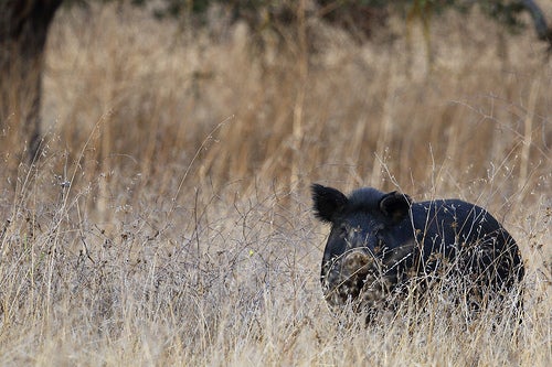 B.C. Allows Wild Hog Hunting Anywhere, Anytime