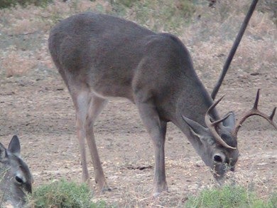 A management buck at Rancho el Nido
