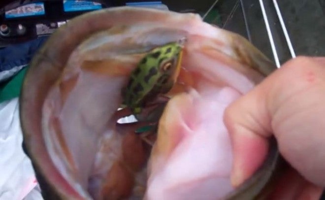 VIDEO: 9 lb 3 oz Bass Attacks Frog in the Air