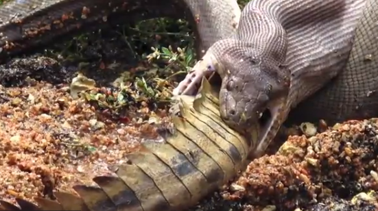 Watch What Happens to This Crocodile. Hint: It’s Not Pretty.