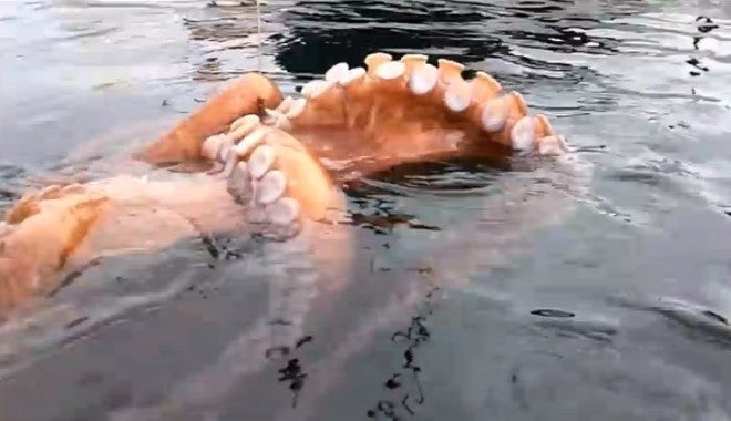 AMAZING: Octopus Caught While Kayak Fishing