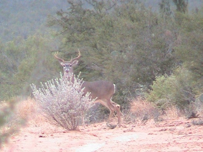 Mexican Whitetails: Good Hunting Awaits Just Across the Border