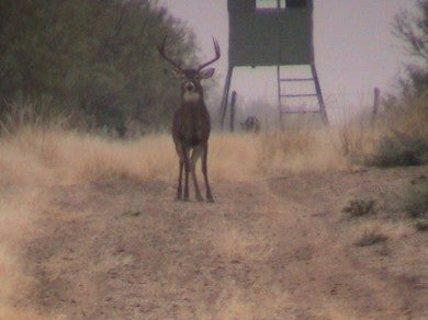 misty morning eight-point