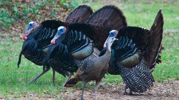 Spring Forward for Turkeys