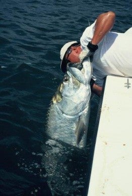 1 tarpon