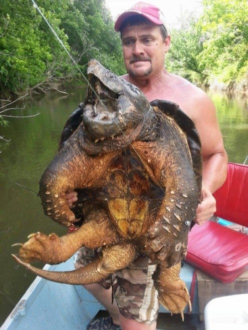 Oklahoma Angler Catches 100-Pound Alligator Snapping Turtle