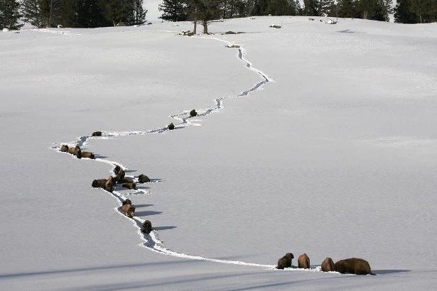 yellowstone-bison-in-snow