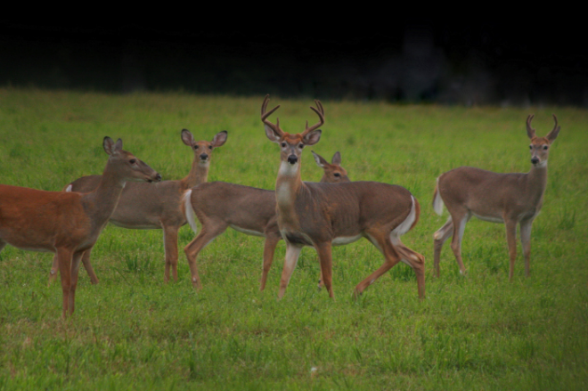 NJ Has a Whitetail Deer Epidemic
