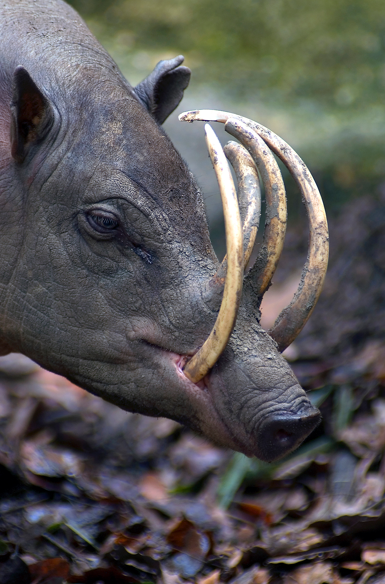 The Babirusa