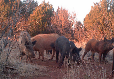 Snowflakes: Outlaw Hunting Hogs With Dogs