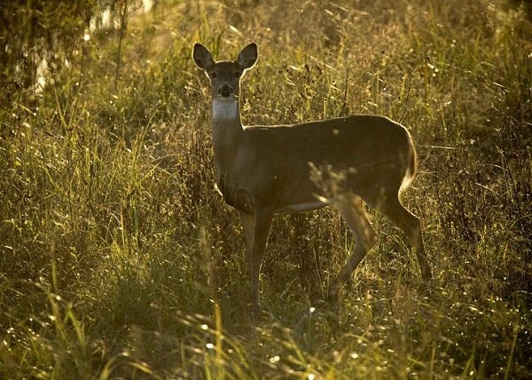 Cornell University’s Expensive “Birth Control for Deer” Program Proves Effectiveness of Hunting in Wildlife Management