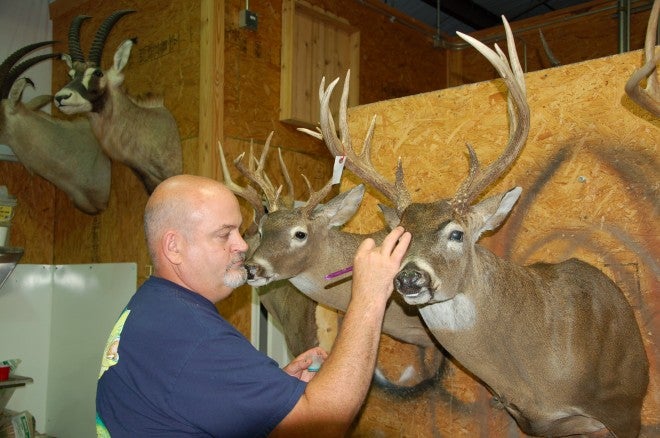 Tips for Quality Taxidermy Results