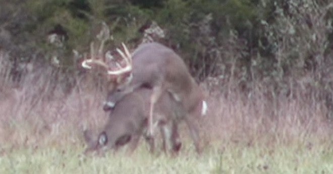 Video: Breeding Buck; Wait, Shoot, or Pass?