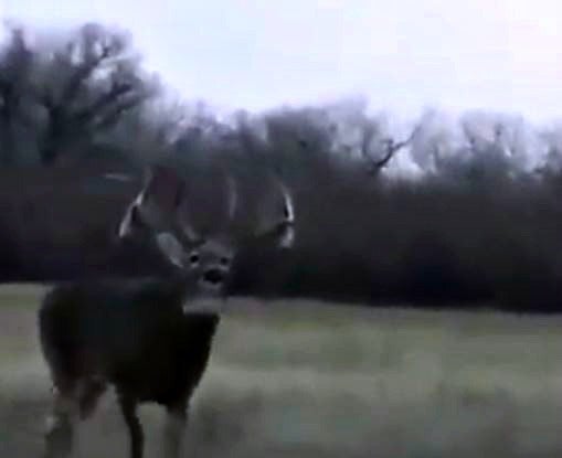 Popular: Can You Imagine Not Having a Buck Tag and Seeing This?