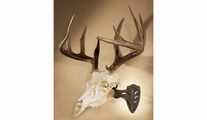 Skull Hooker European Trophy Skull Hanger