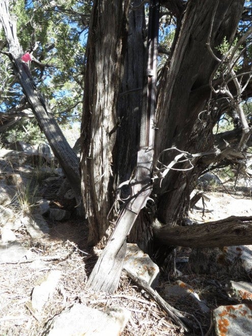 132-Year-Old Winchester ’73 Rifle Found Propped on a Tree