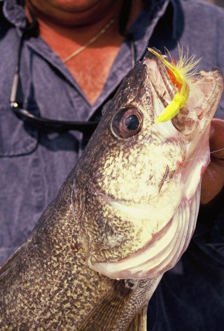 Understanding Ontario Walleyes