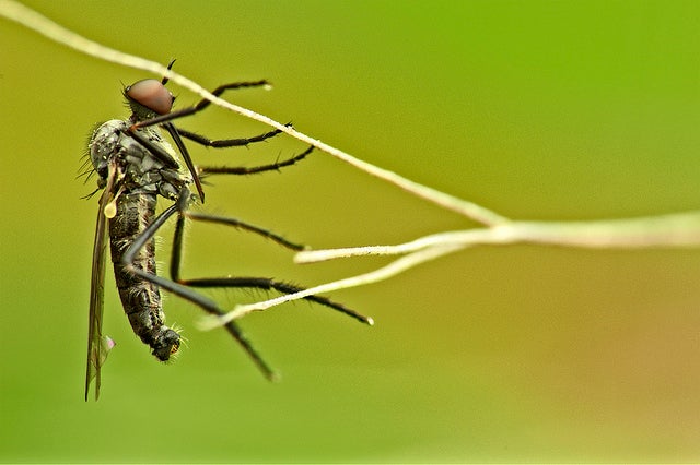 When Mosquitos Attack: Tips for Surviving a Summer in Insect Country