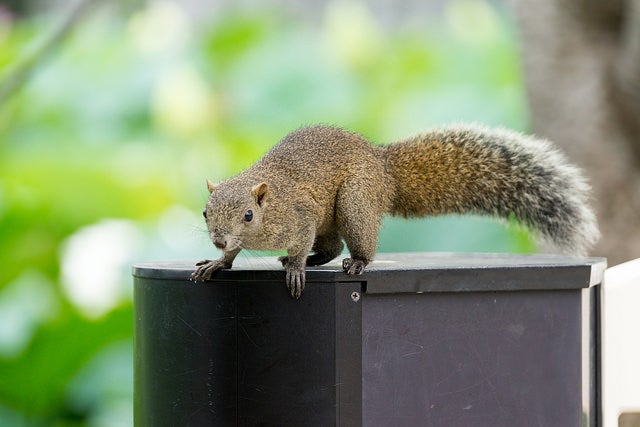 Planning to Eat Squirrel when TSHTF? Think Again!