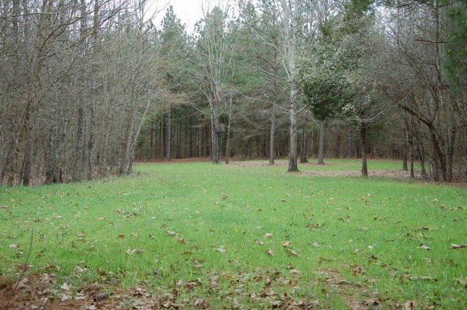 Considering Spring Wildlife Food Plots