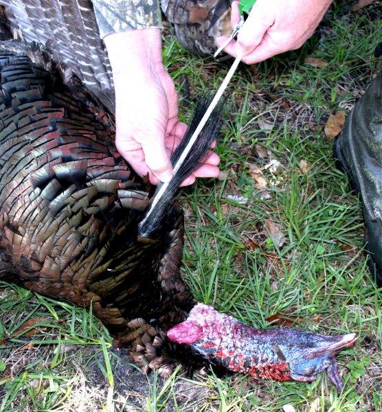 How to Score a Wild Turkey