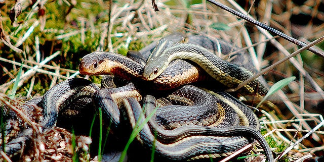 While Hiking, Man Stumbles into a Snake Pit