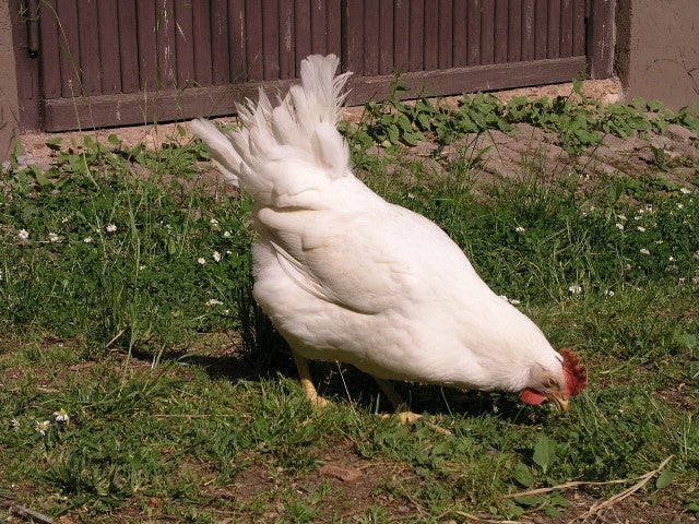 White Leghorn