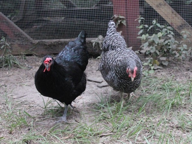 Australorp and Barred Rock
