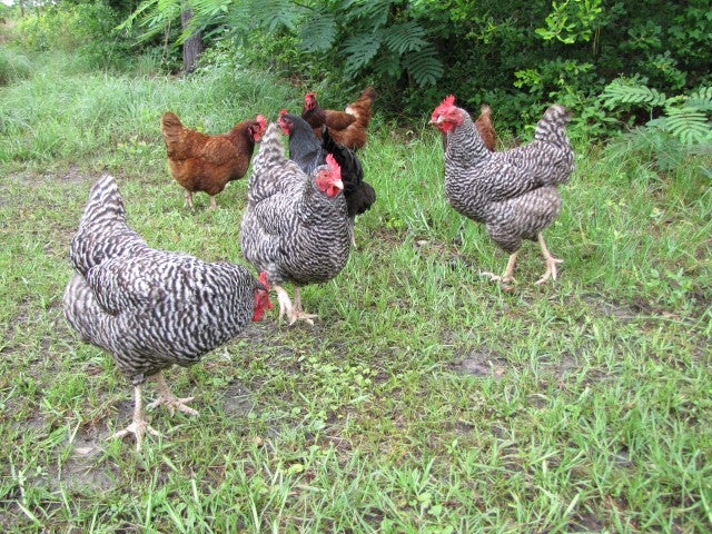 Three Barred Rocks