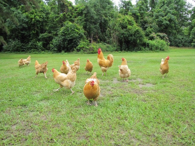 Flock of Buff Orpingtons