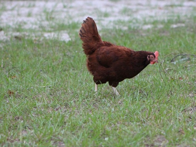 Rhode Island Red