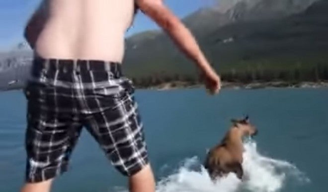 Video: Save a Boat Ride a Moose? Yep, This Happened.
