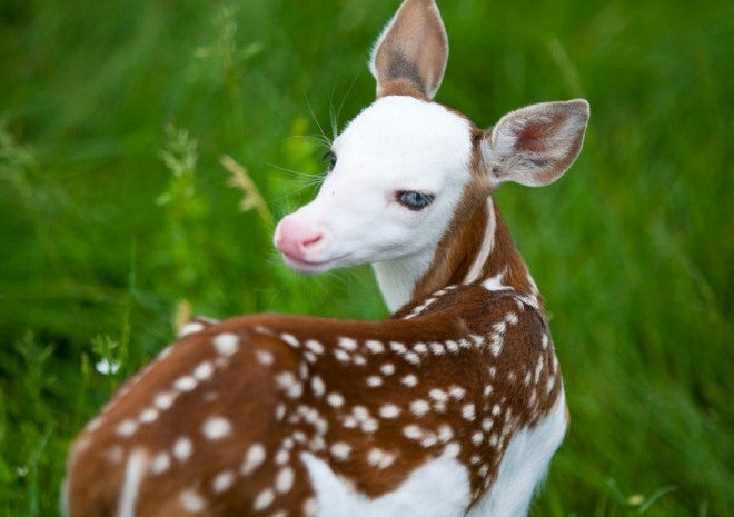 Rare White Faced Deer Finds a Home After Being Rejected by its Mother