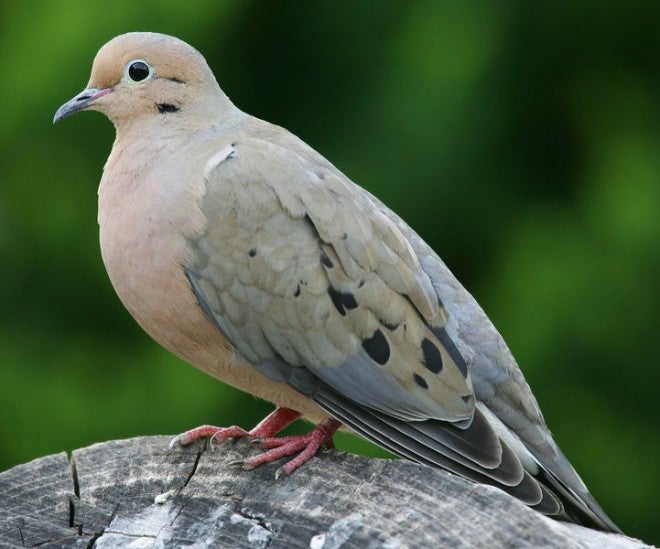 Living Off the Land: Doves from Field to Table