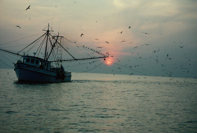 Shrimp Trawler Fishing Action