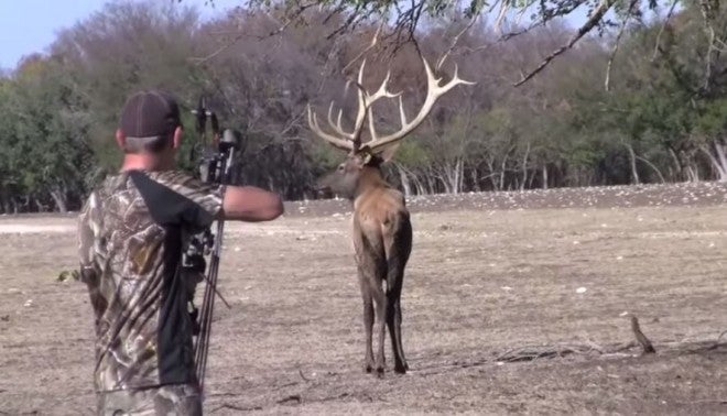 High Fence Texas Elk Hunt: For or Against?