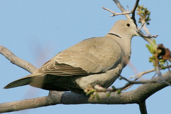 New Dove Wings into America