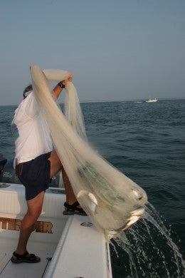 Copy of Kingfish 067