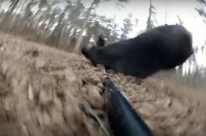 Video: Hog Speared With a GoPro Strapped to the Spear