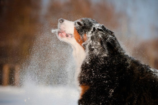 Top hiking best sale dogs