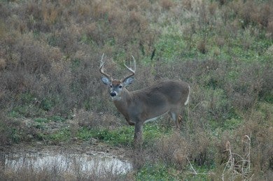 waterhole buck