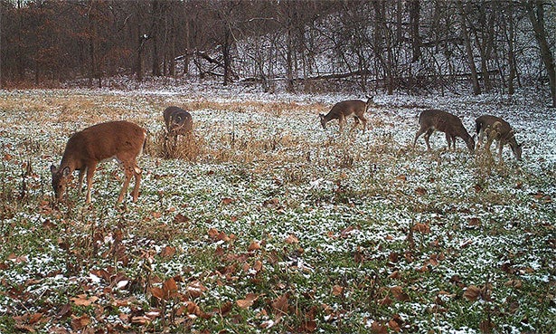 Using Time-Lapse to Pattern Deer