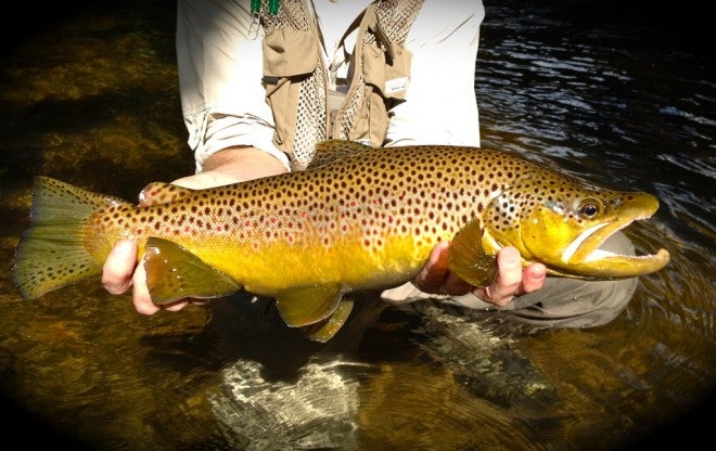 Fall Fishing for Brown Trout