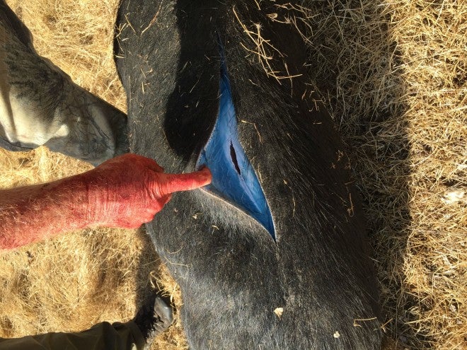 Shot a Pig With Blue Fat