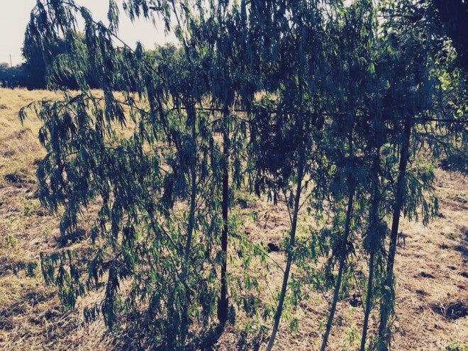 A Dove Blind Made of Pot?