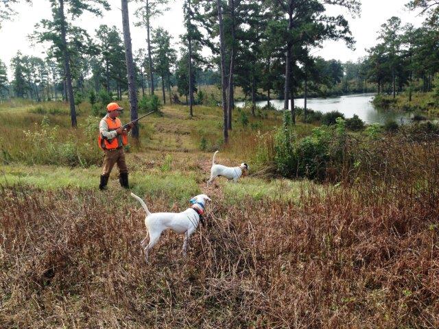 It’s the Best of Bobwhite Quail Hunting