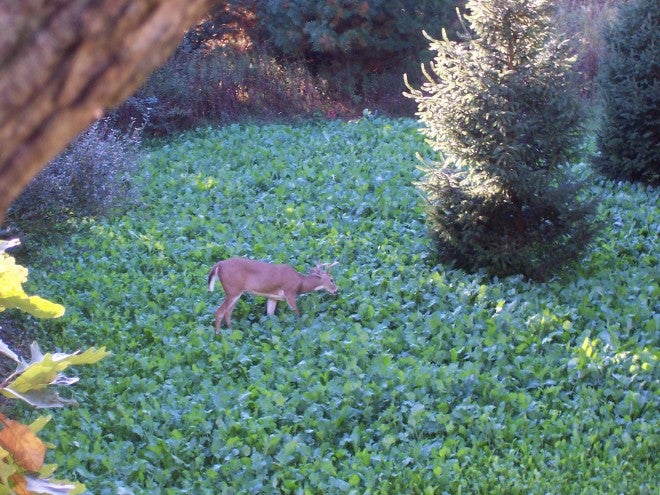 How to Make Last Minute Food Plots