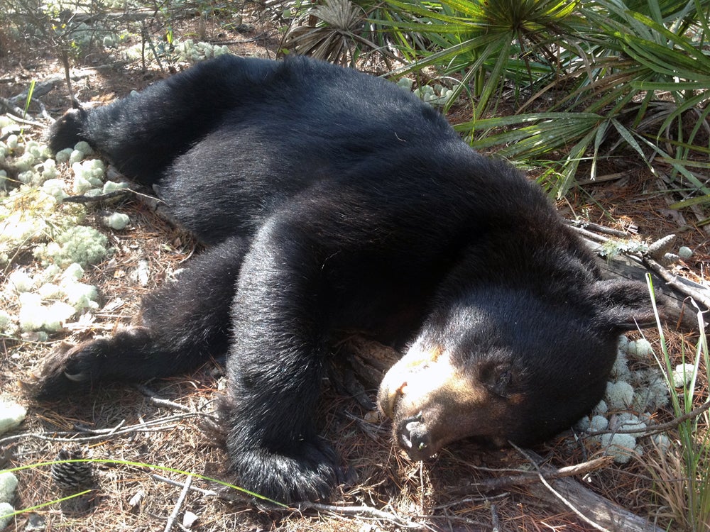 My Once-in-a-Lifetime Sunshine State Bear My Once-in-a-Lifetime Sunshine State Bear